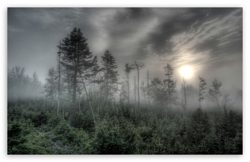 animated foggy forest image