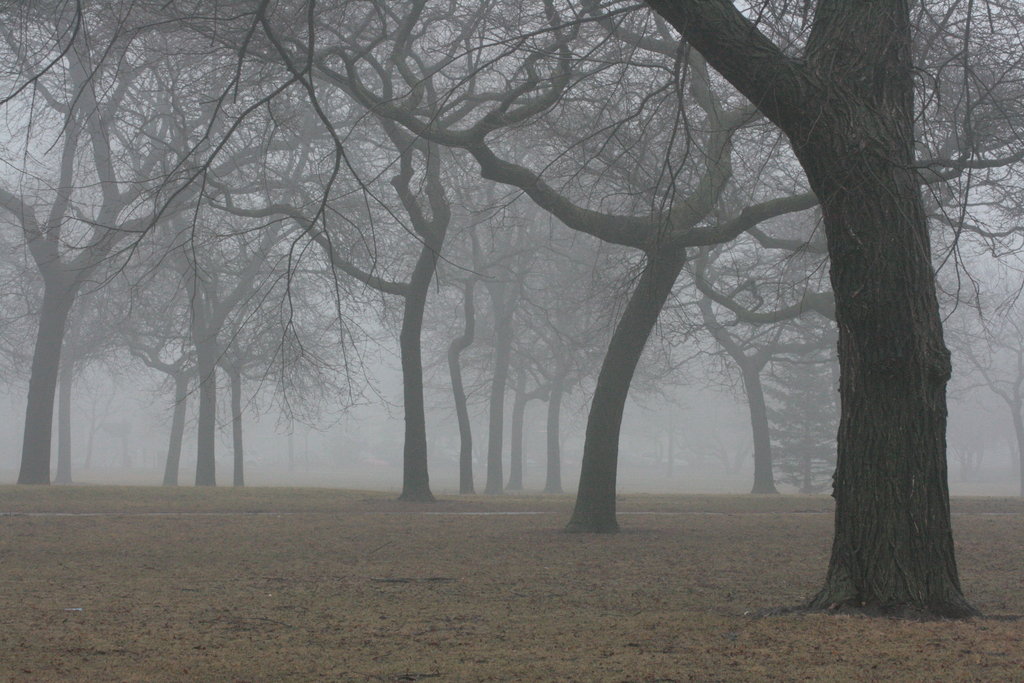 great foggy forest picture