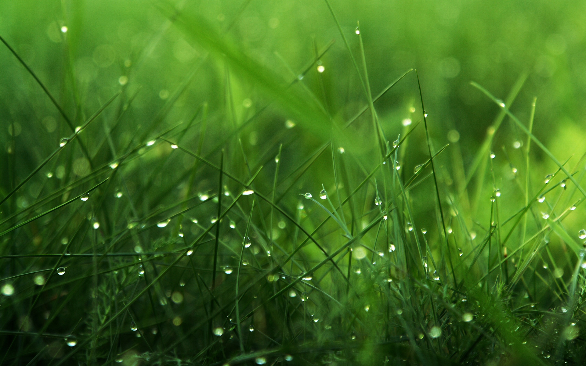 full green grass image