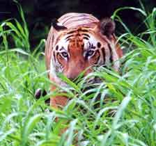 kanha tiger in grass picture