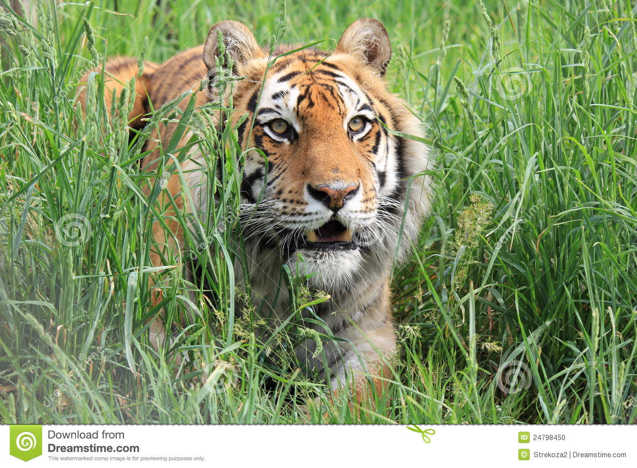 full 3d tiger in grass picture