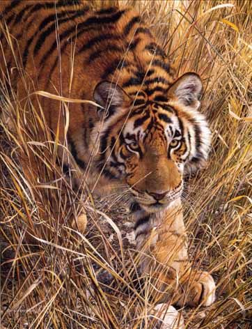 dark brown tiger in grass pic