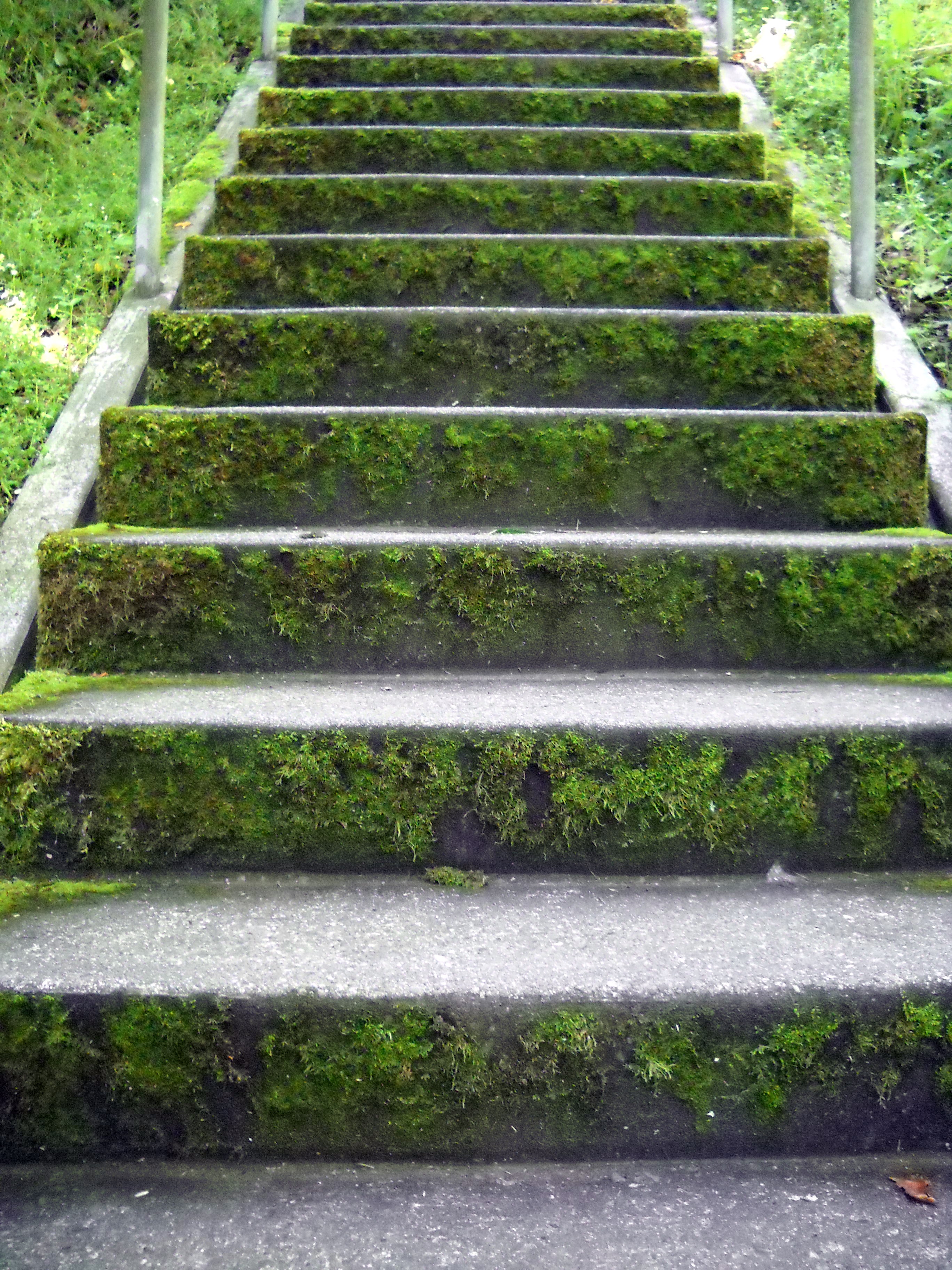 awesome mossy stairways picture