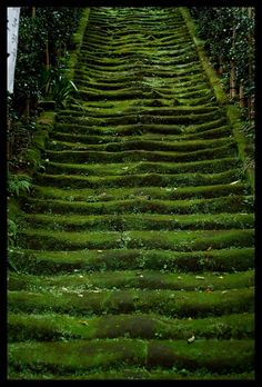 green mossy stairways image