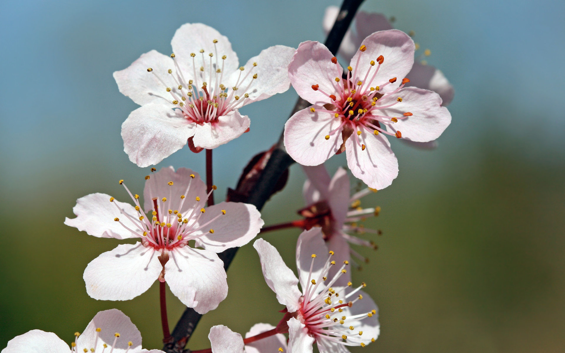 full hd cherry flower picture