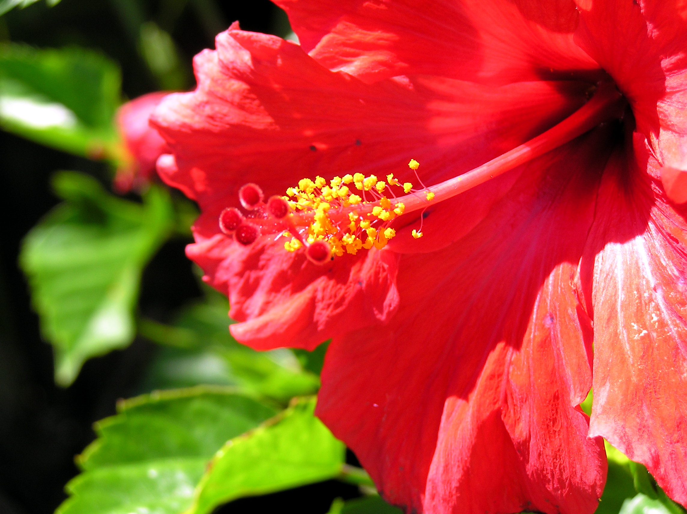 beautiful red flower picture