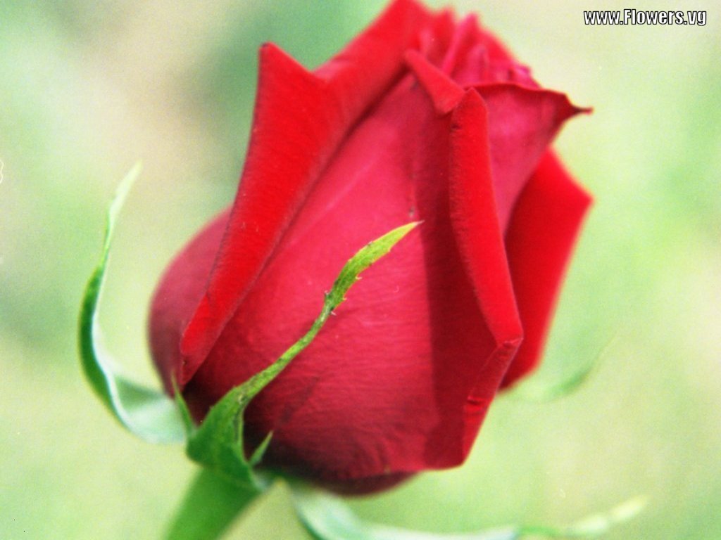 beautiful red flower images