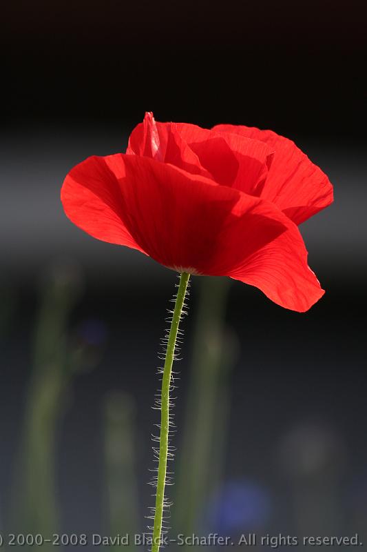 wonderful red flower image