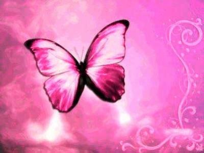 beautiful pink butterfly image