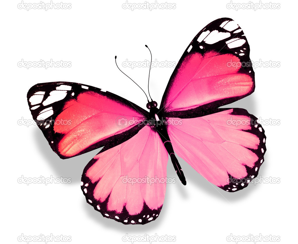 awesome pink butterfly image