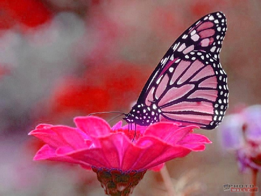 natural pink butterfly image