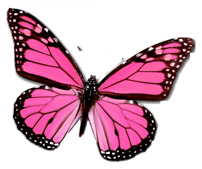 static pink butterfly image