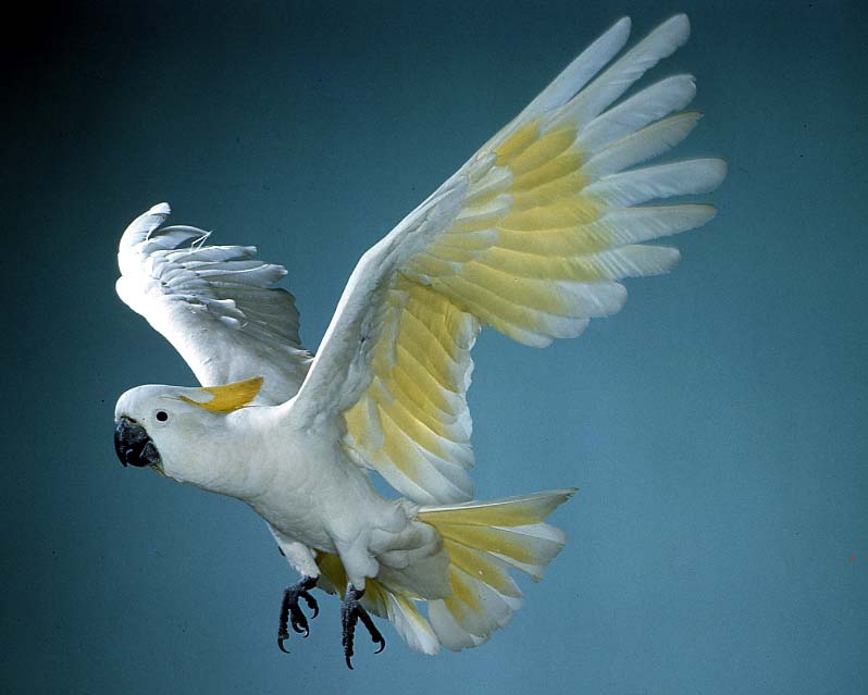 white cockatoo pictures