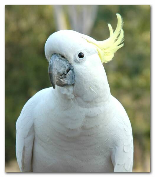 widescreen cockatoo image pc