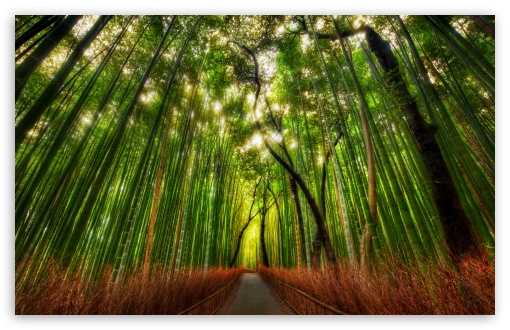 bamboo HD forest image
