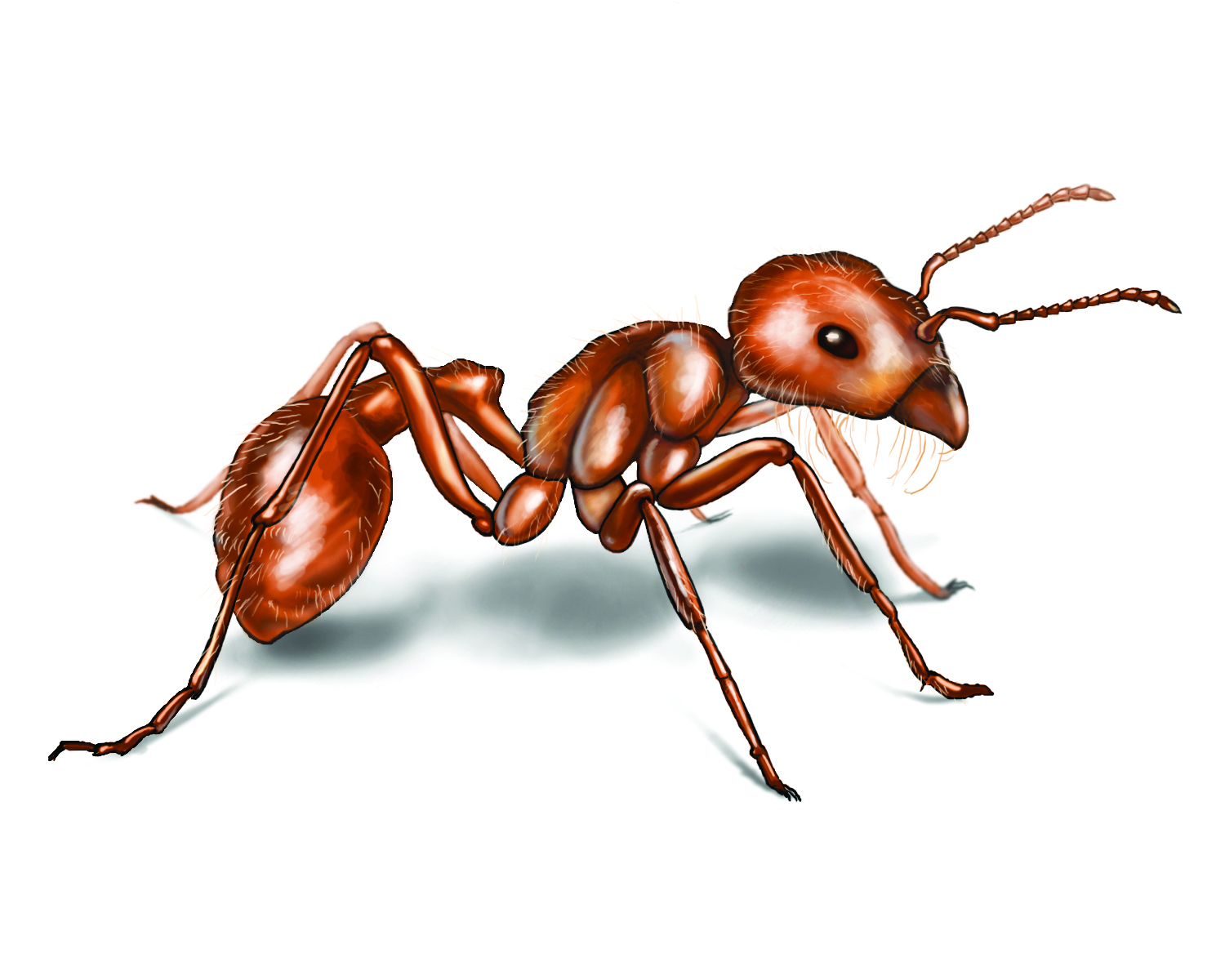 awesome ant pictures