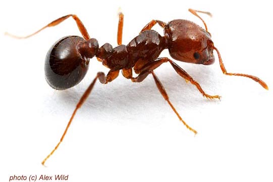 Solenopsis ant pictures