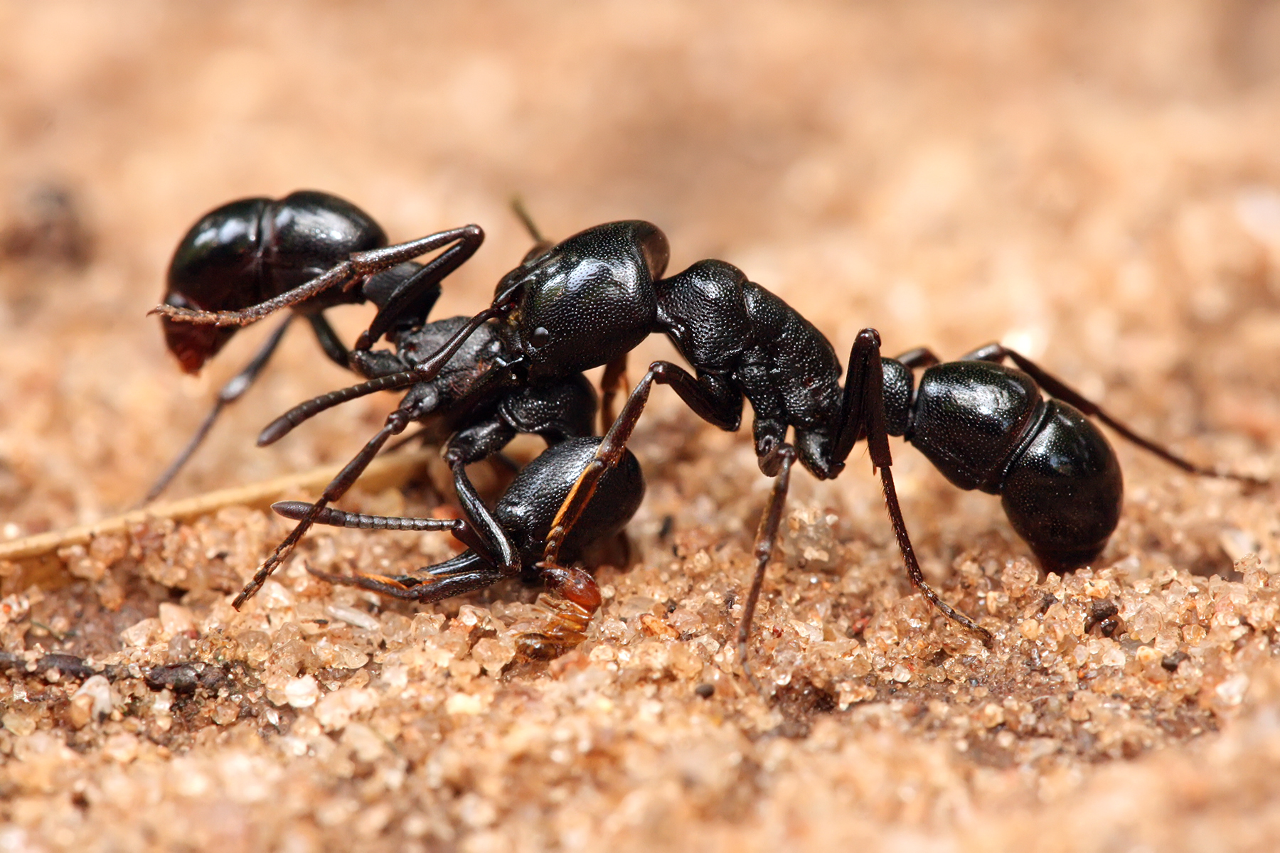 nice ant pictures image