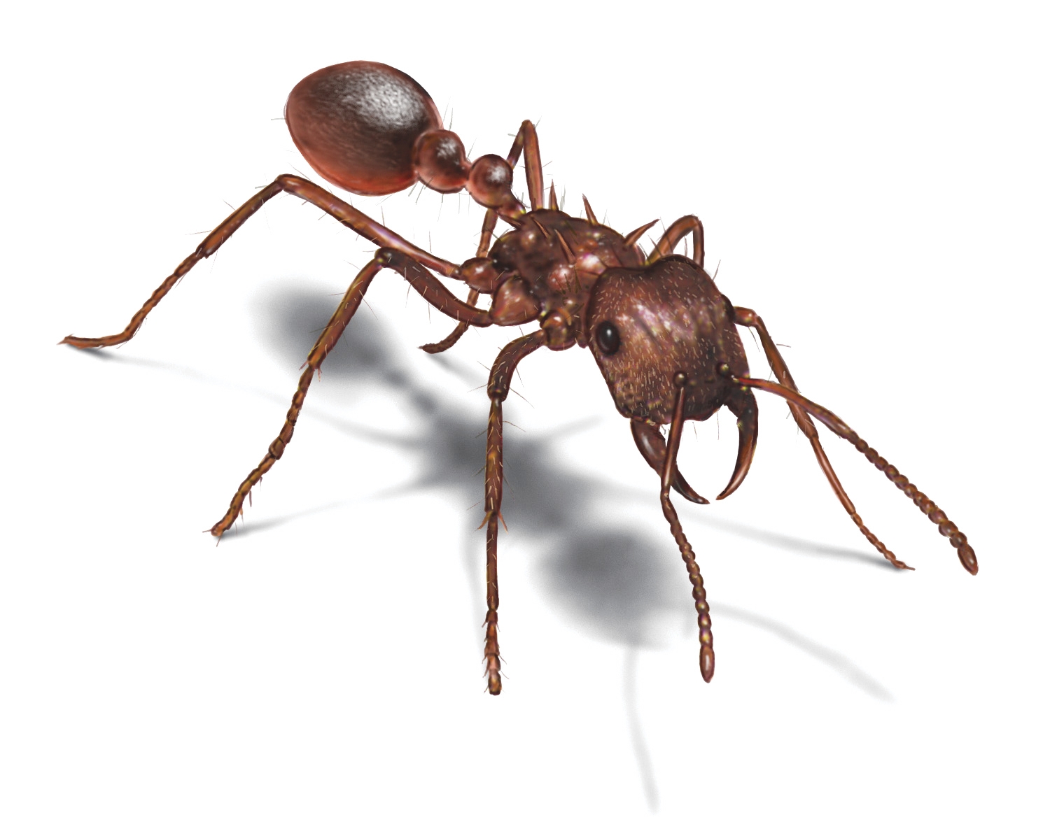 brown ant pictures image