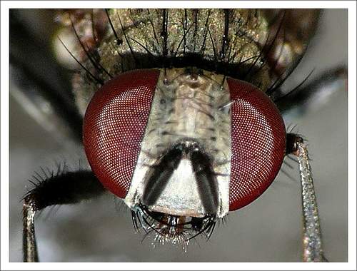 full brown macro flies