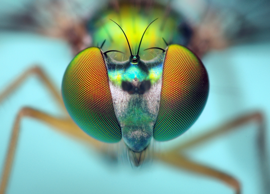 animated macro flies image