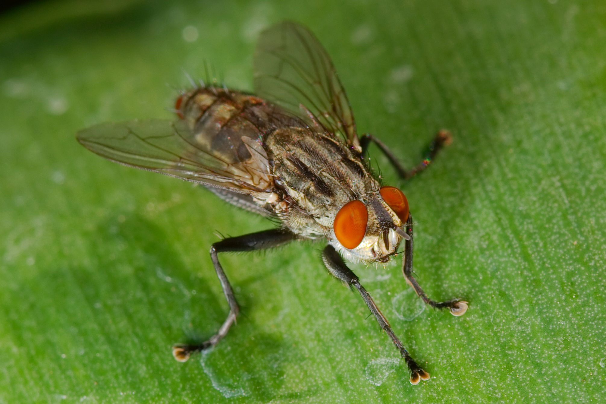sarchophagid macro flies image