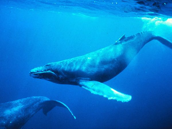 humpback whales photos