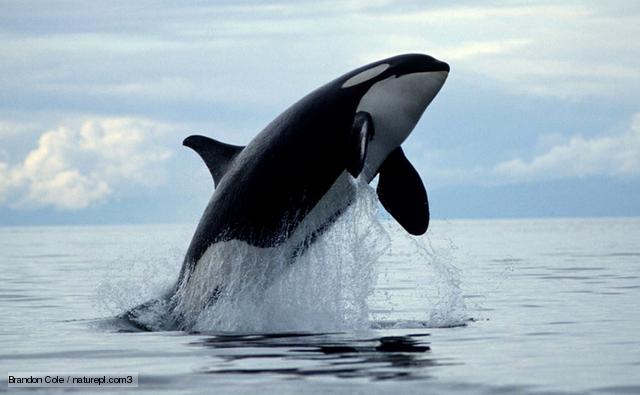 killer whales photos image