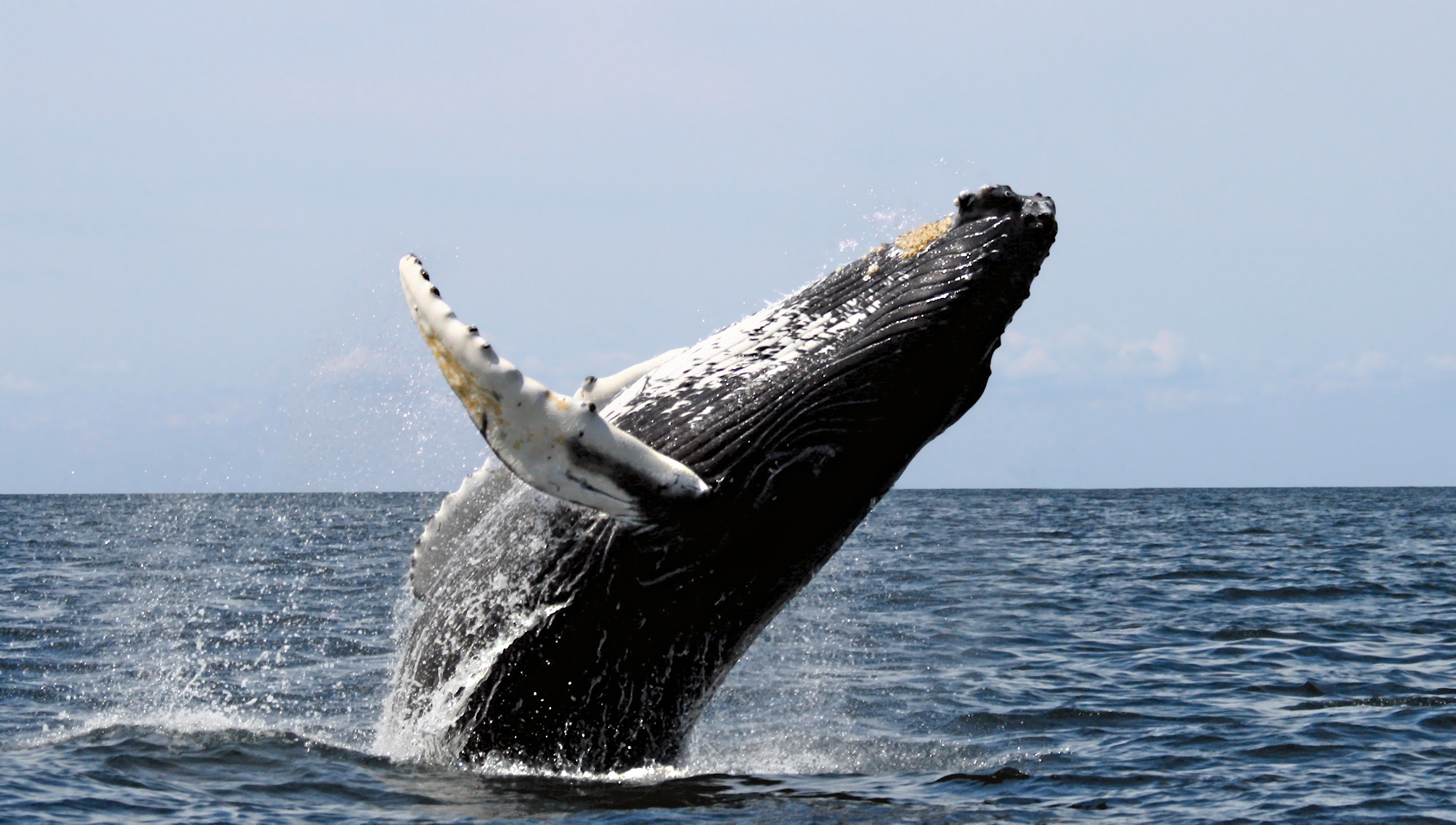 beautiful whales photos image