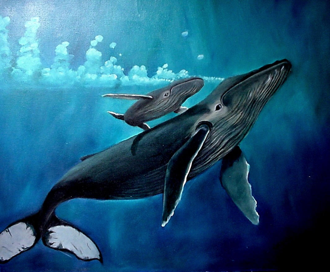 green background whales photos