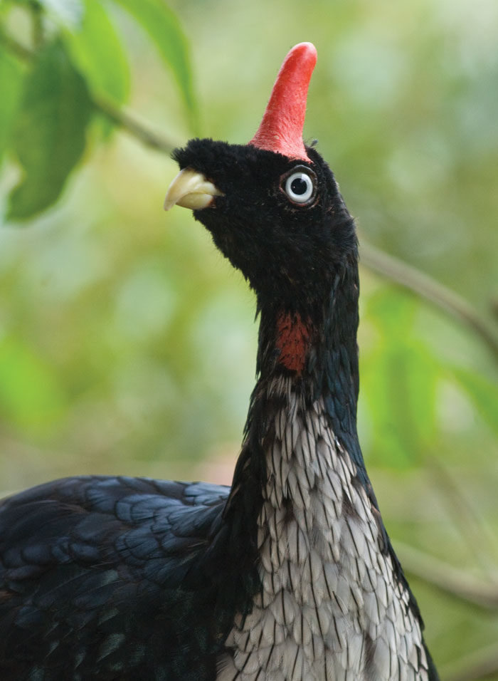 beautfiul horned guan image