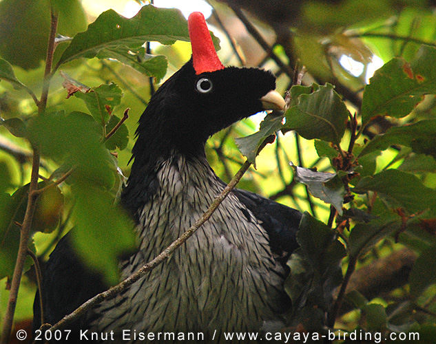 awesome horned guan pic
