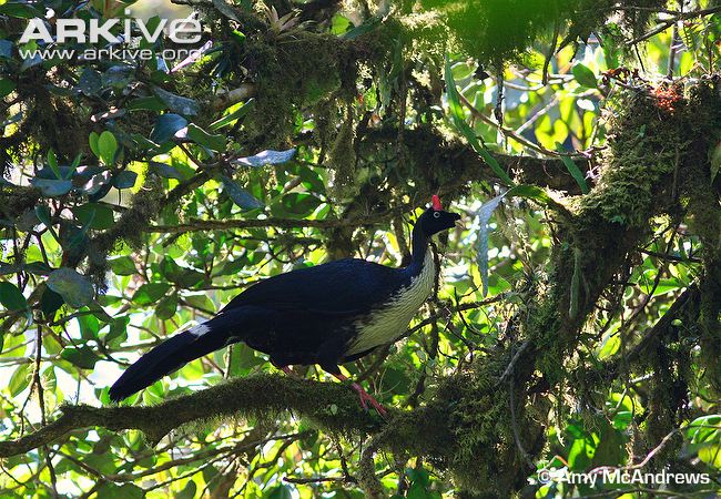 seating on tree horned guan