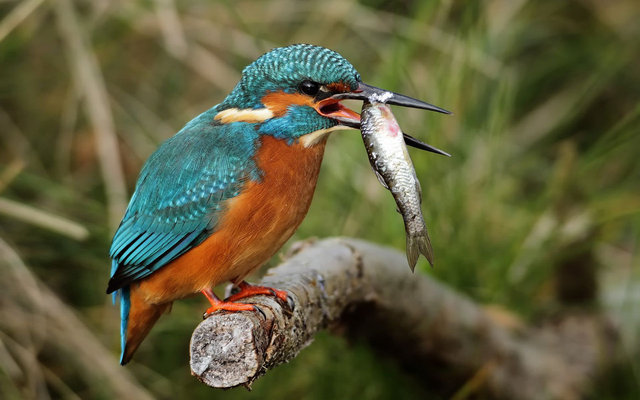 cute kingFisher picture pc
