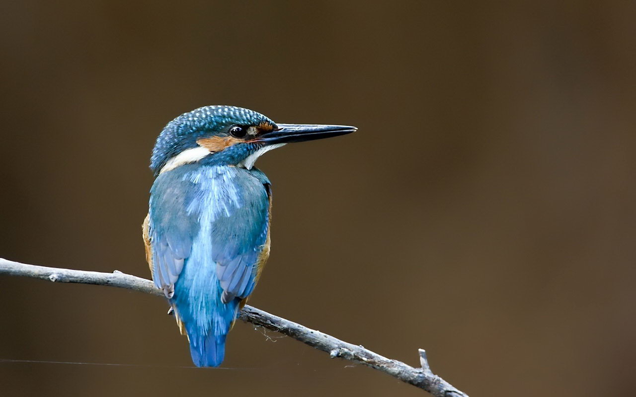 blue kingFisher picture
