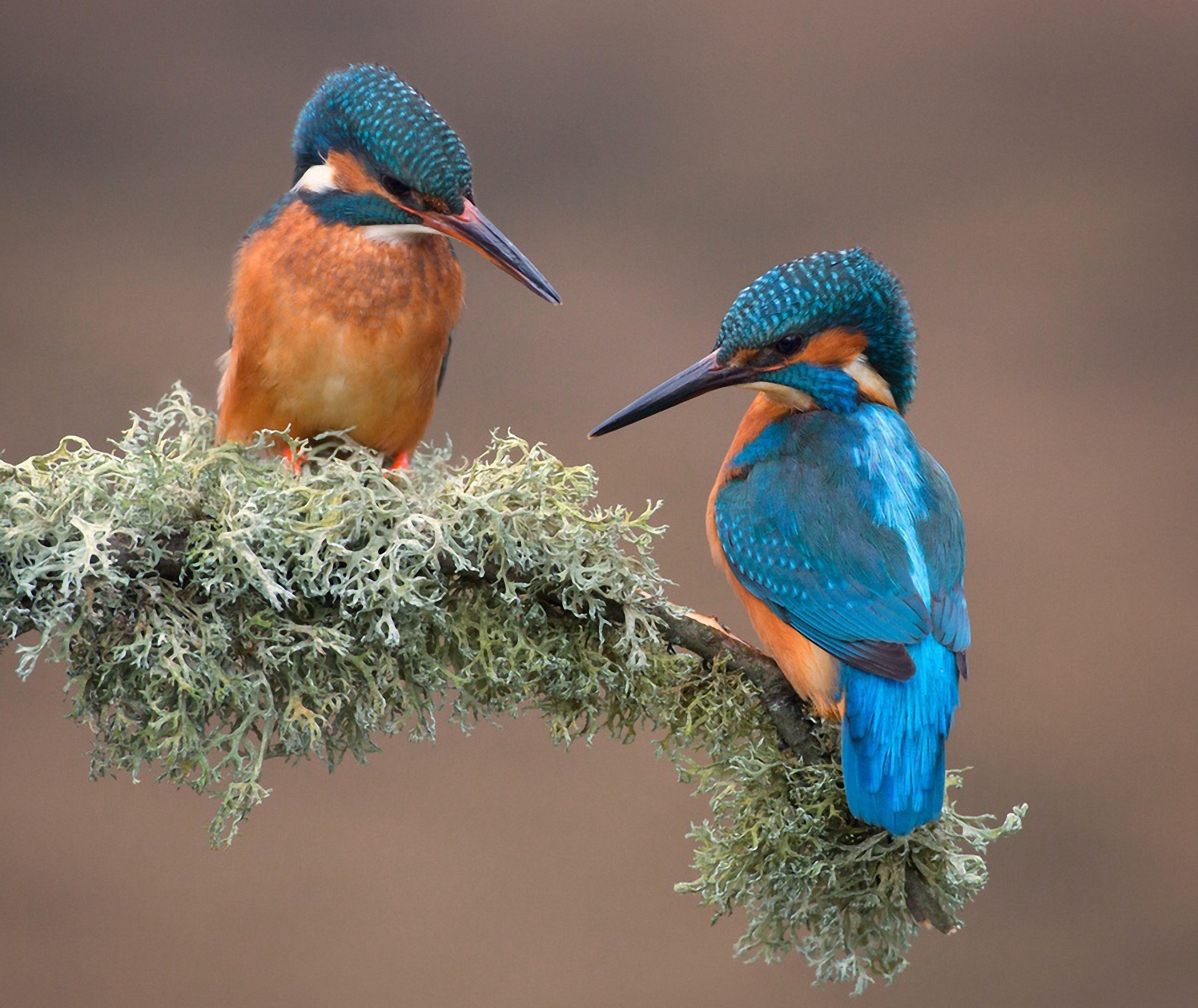 two bird kingFisher pc