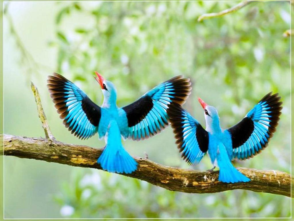 green kingFisher picture image