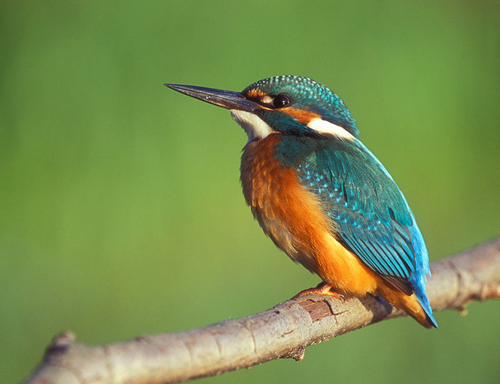 awesome kingFisher picture