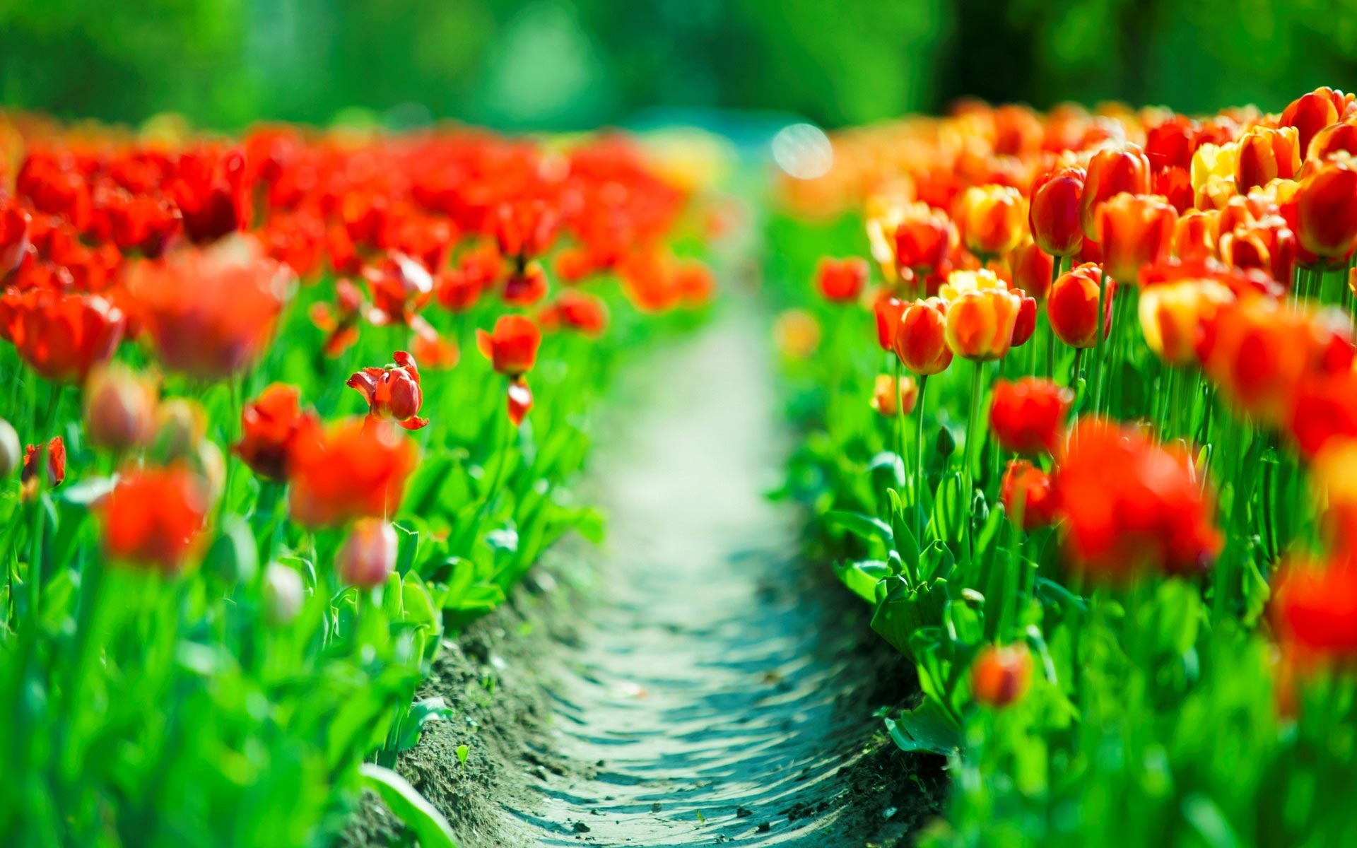 red flower HD tulip wallpaper
