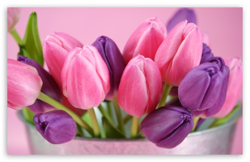 pink HD tulip image