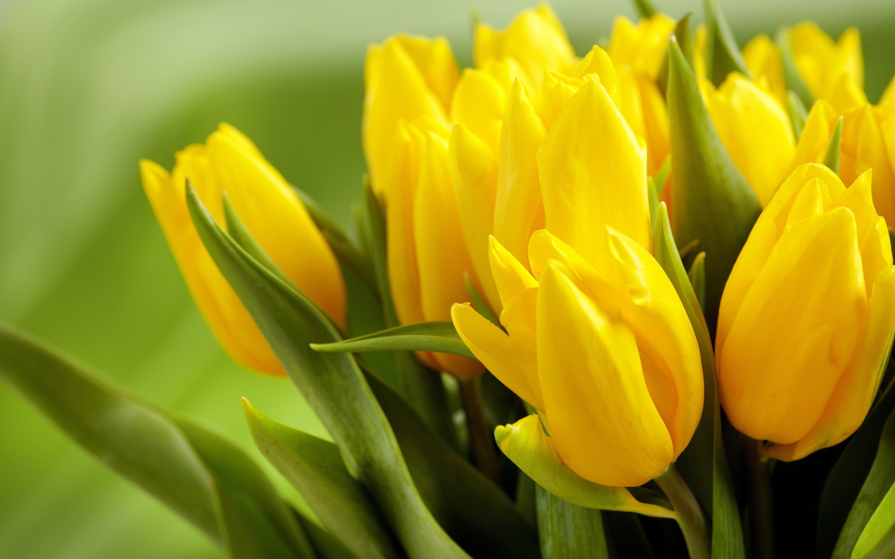 yellow HD tulip image