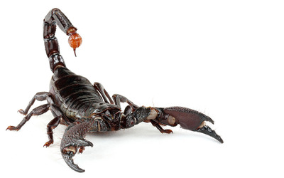 black scorpion HD picture