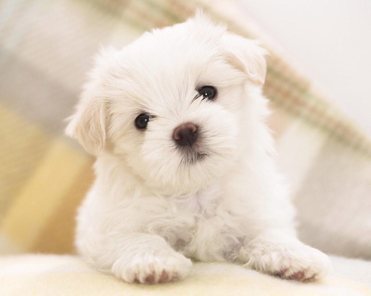 cute puppy cute image