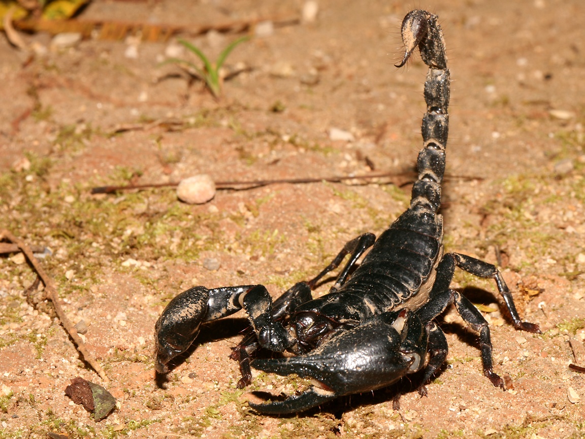 horrible scorpion HD image