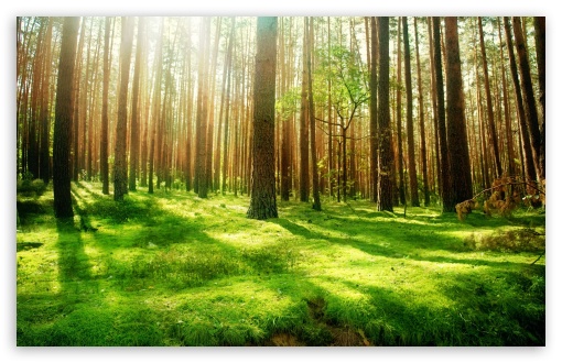 beautiful forest scenery wallpaper desktop
