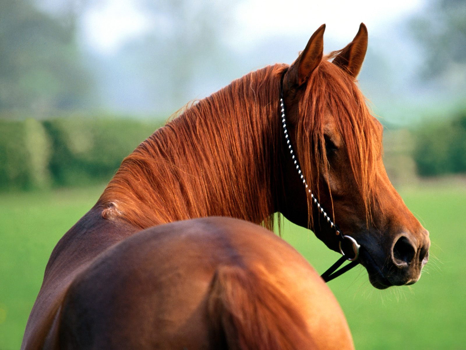 arabian beautiful horse photos