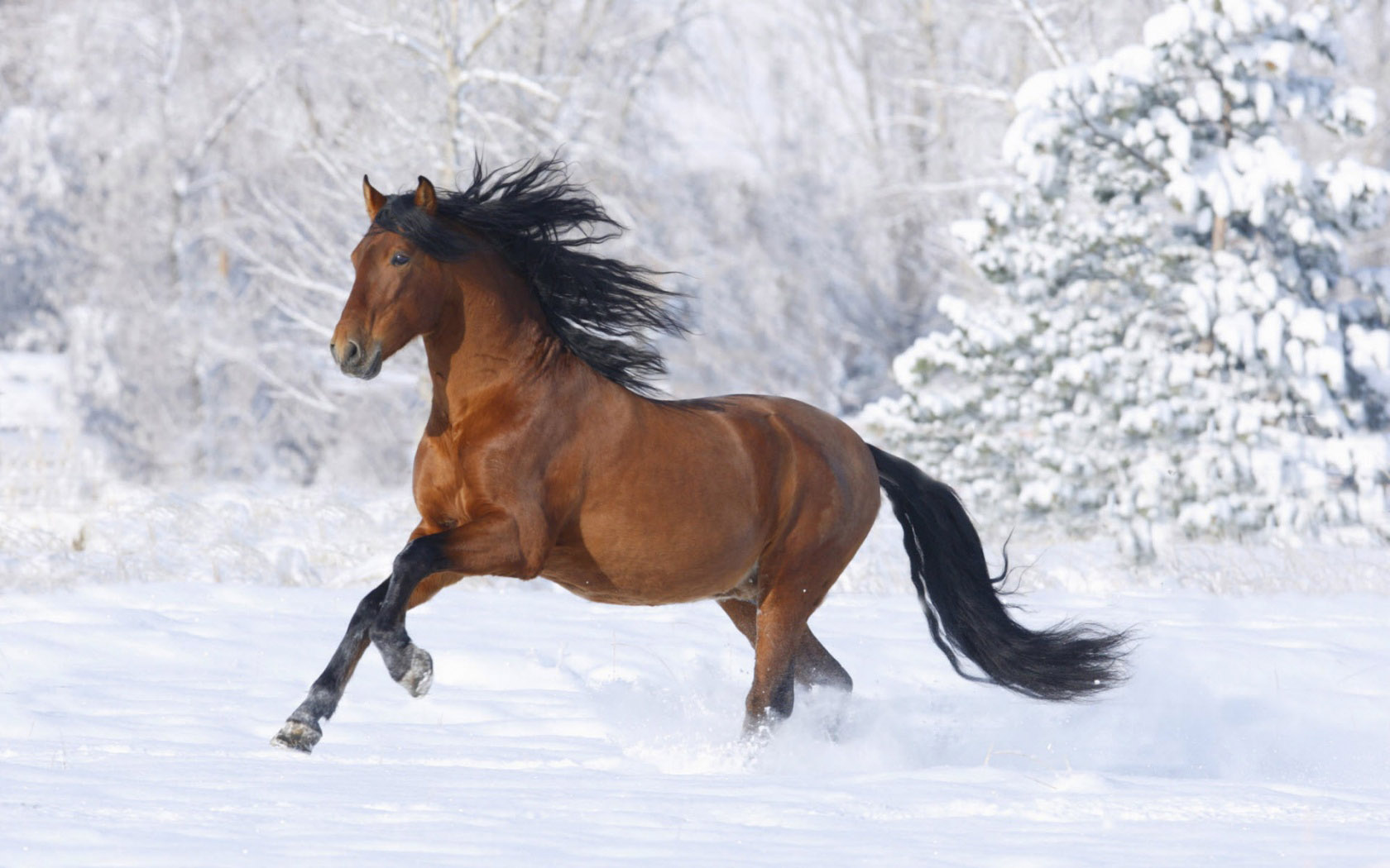 brown beautiful horse photos pc