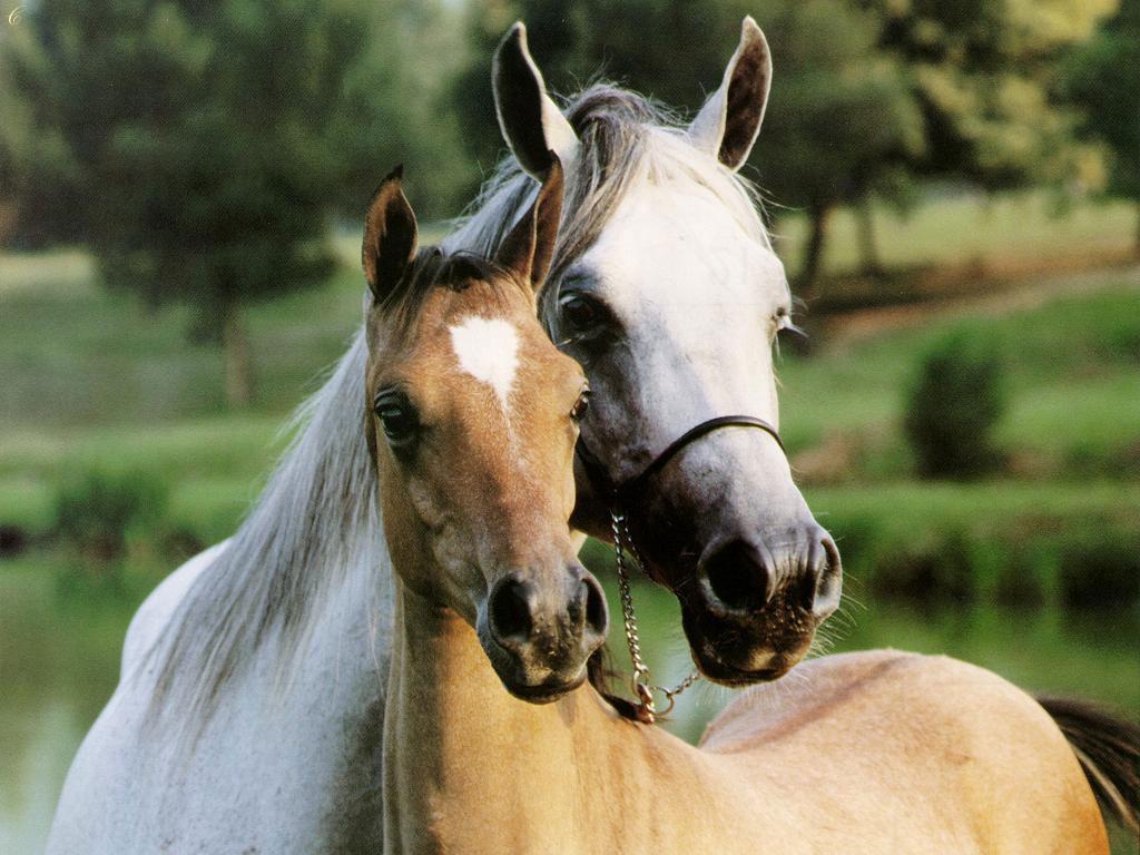 national beautiful horse photos