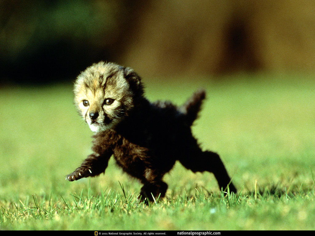 baby cheetah image