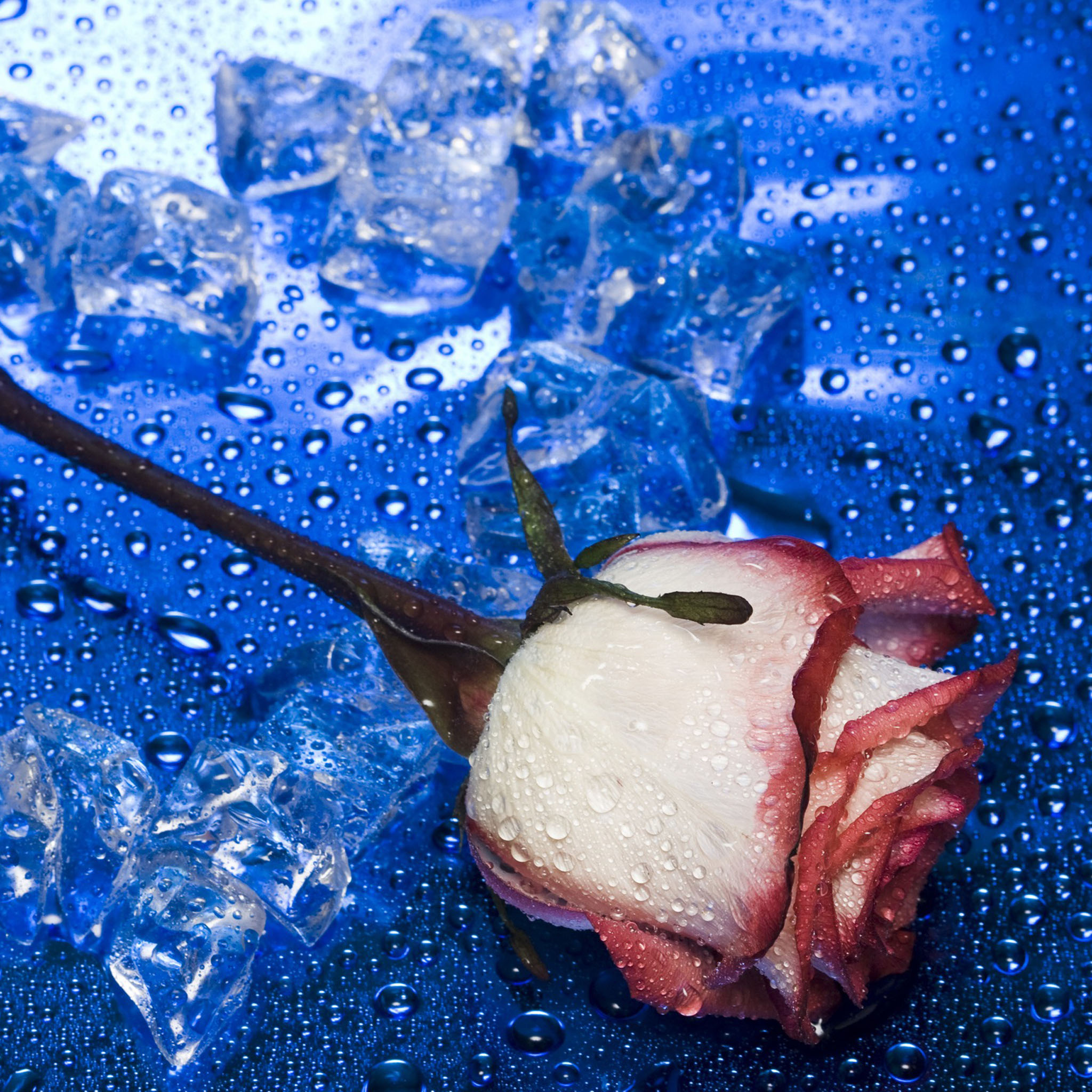blue heart shaped rose image